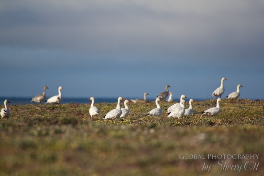 snow geese wrangell island alaska