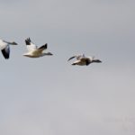 birding trip wrangel island snow geese