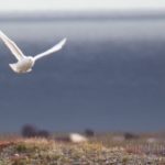 Bird watching wrangel island snowy owl