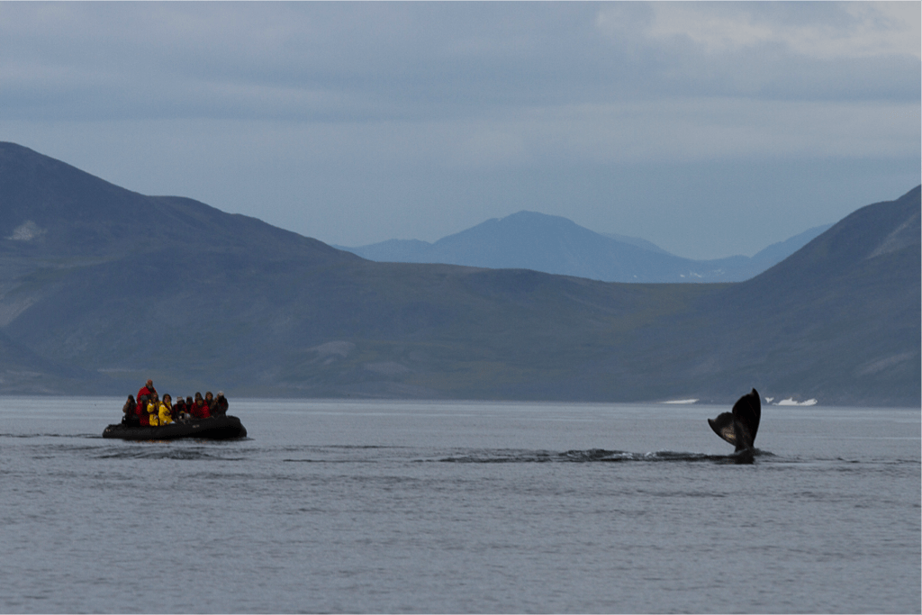 Expedition cruise whale watching