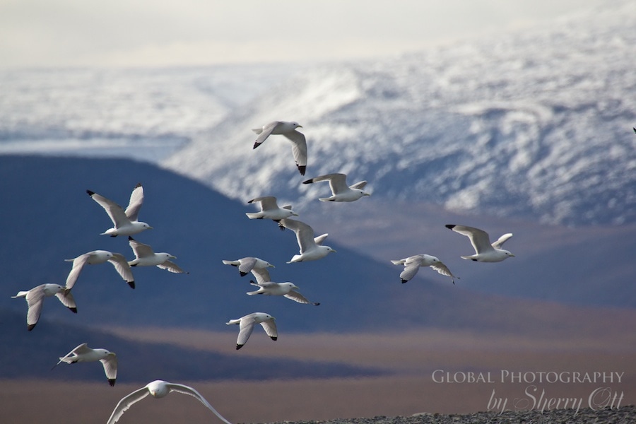Wrangel Island birds