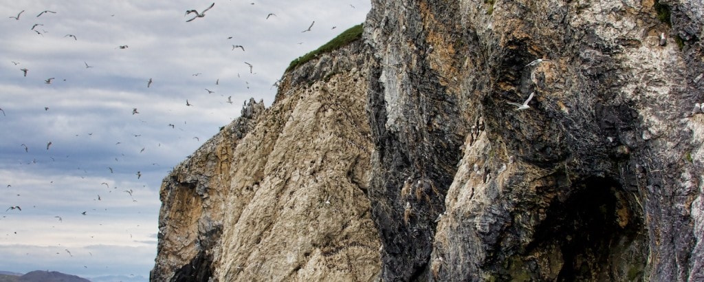 bird watching arctic russia