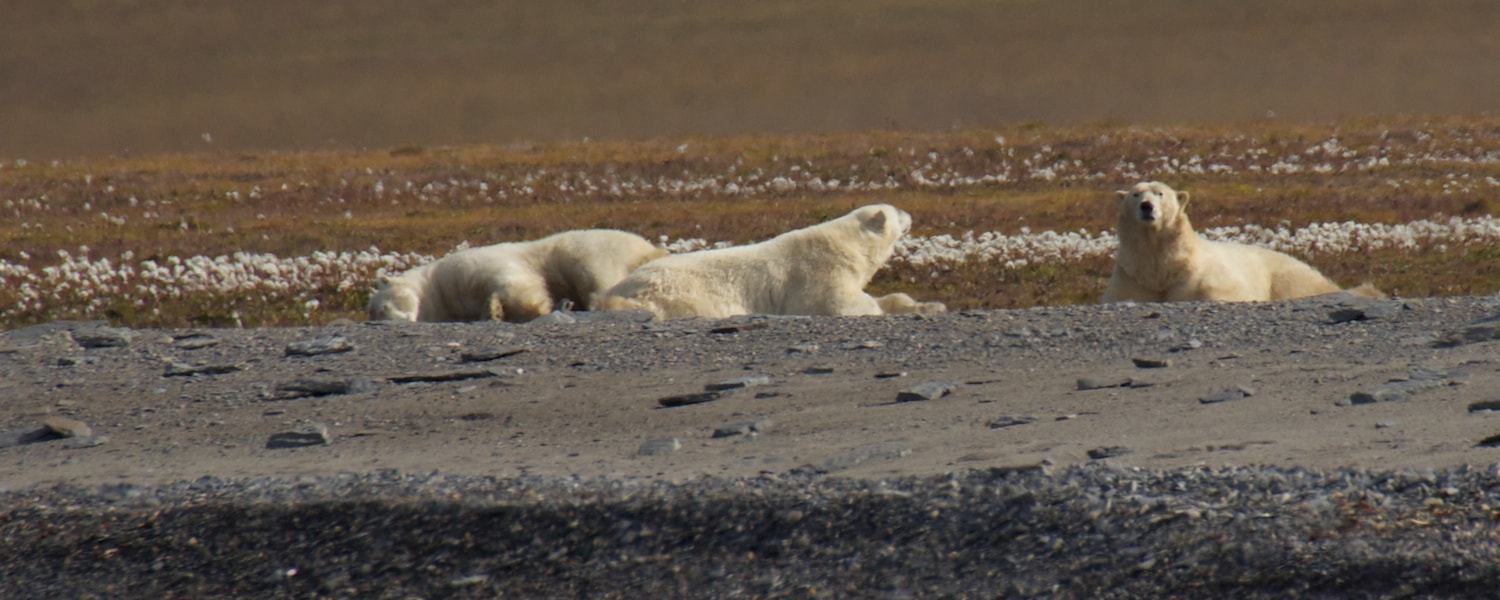 polar bears wrangel island tundra