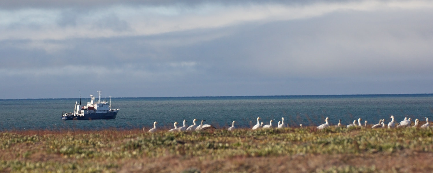 Snow geese wrangel island