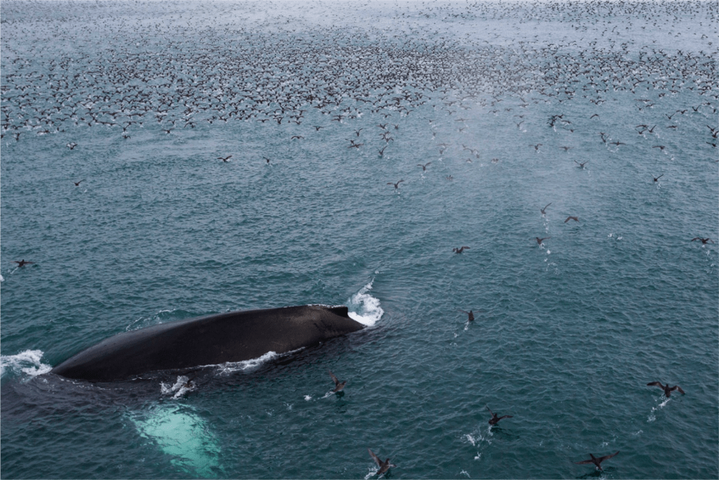 Finn Whale Bering Strait