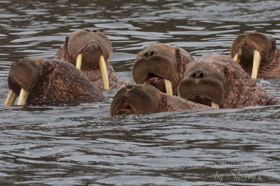 Walrus wrangel island