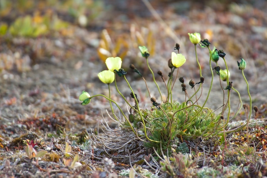 tundra plants