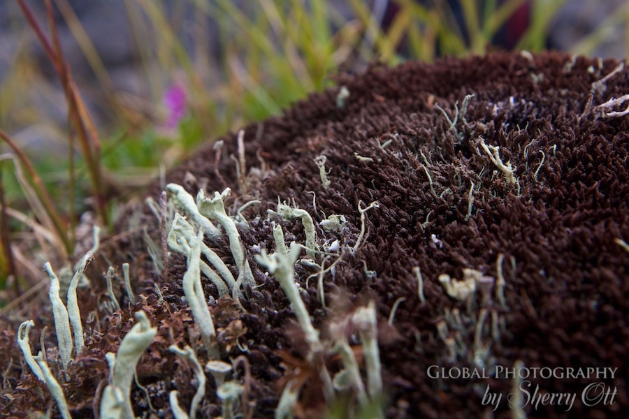 tundra plants lichen