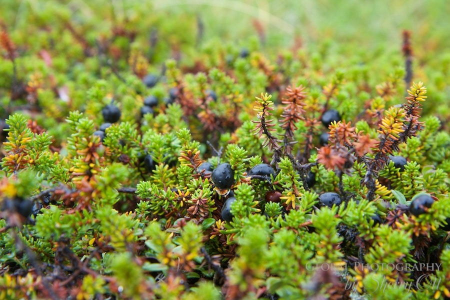 tundra plants blueberries