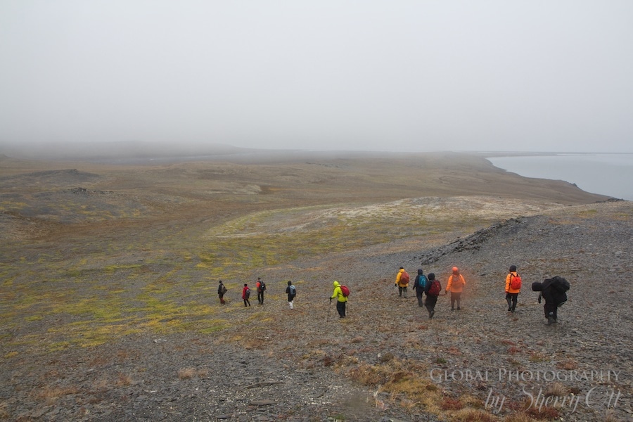 wrangel island tundra hiking
