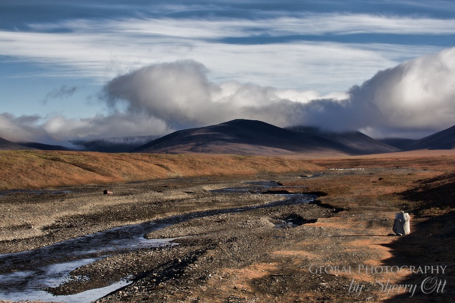 high arctic tundra wrangel island