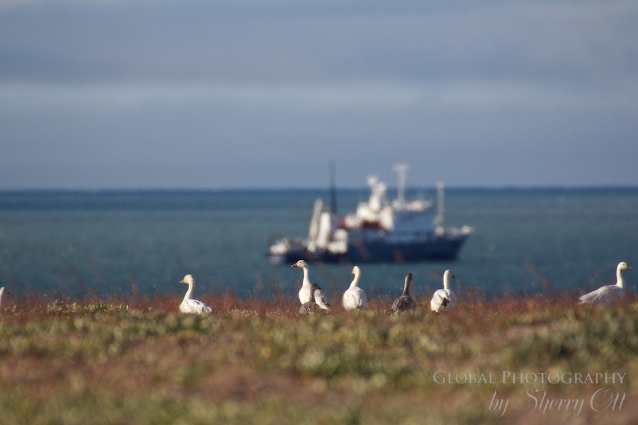 Wrangel Island snow geese
