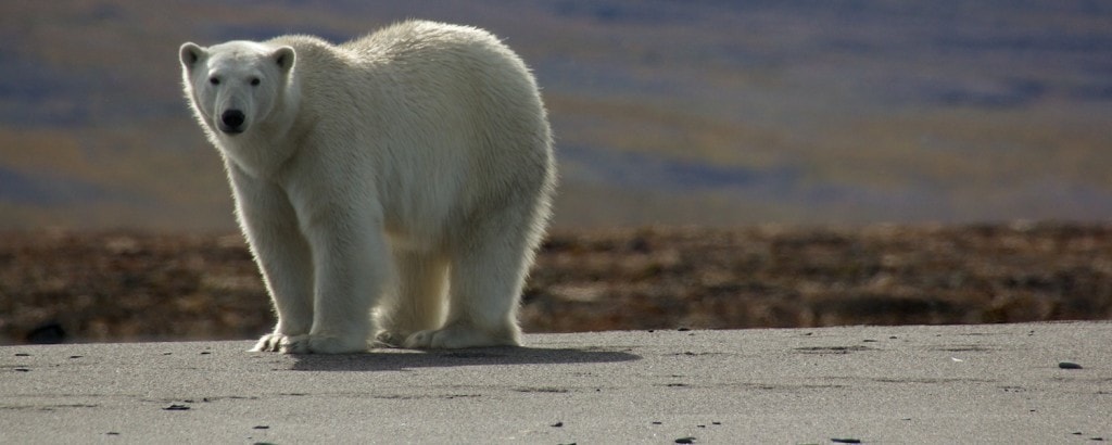 animals in the arctic