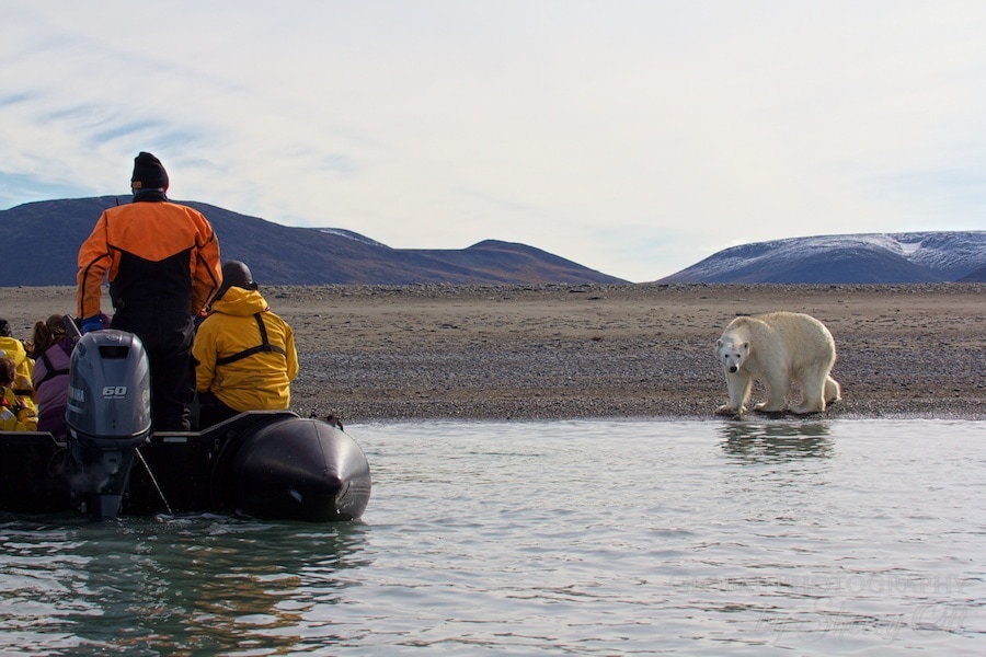 animals in the arctic