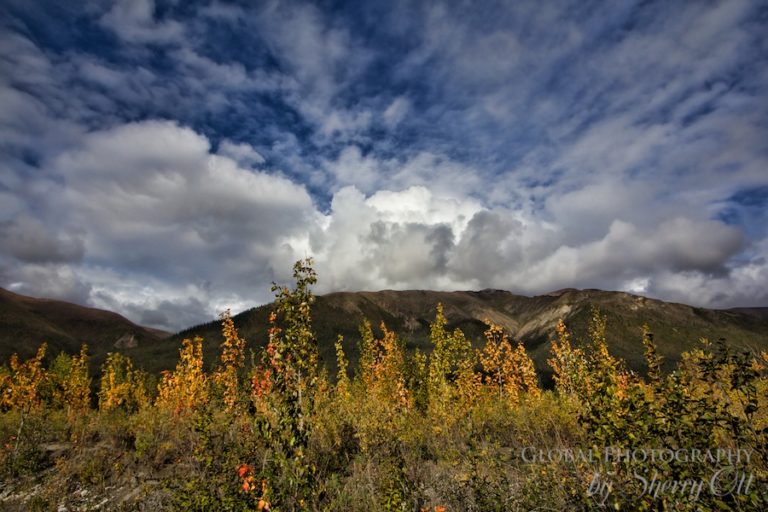 Alaska in the Fall where to go for Autumn Colors from North to South