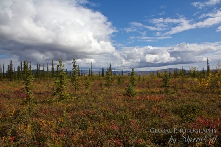 Alaska in the Fall where to go for Autumn Colors from North to South