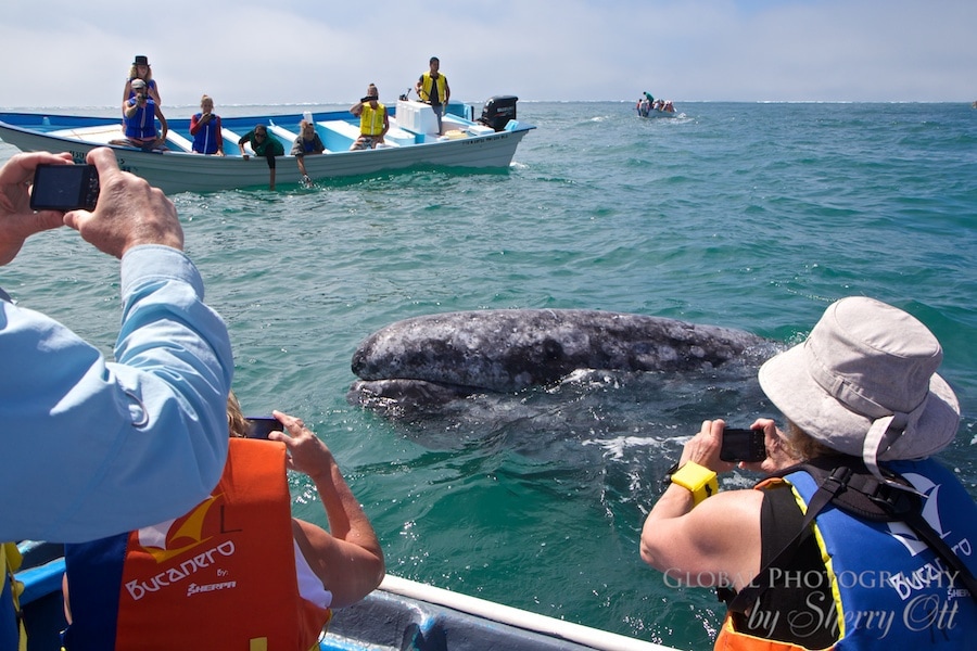 Gray Whale migration mexico