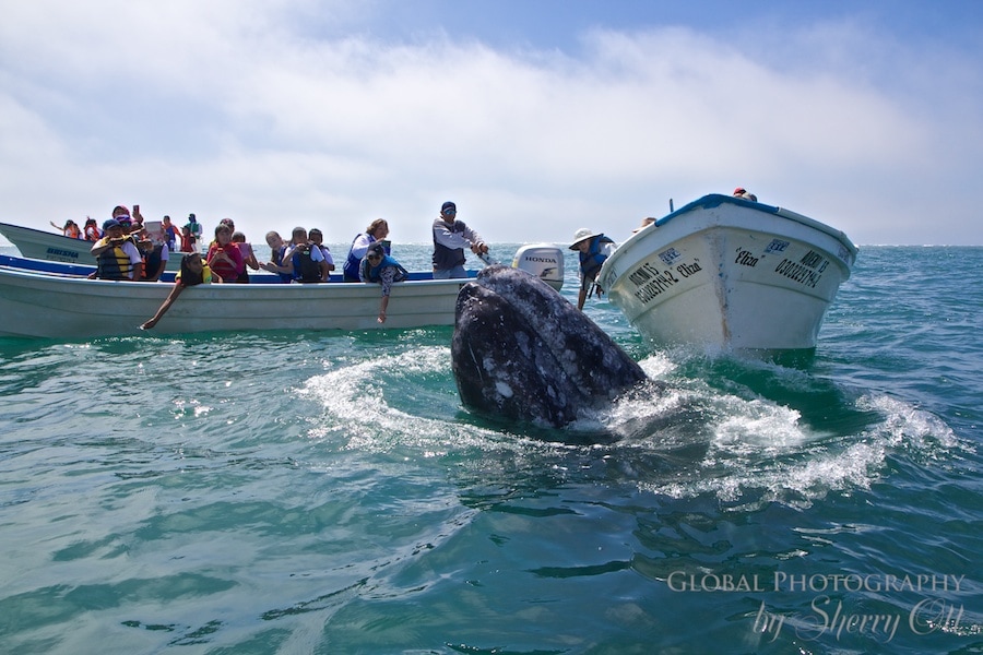 Gray Whale spyhopping 
