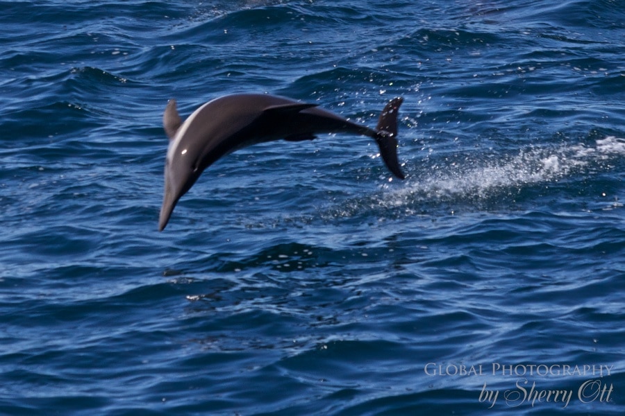 Dolphins swimming in sea of cortez