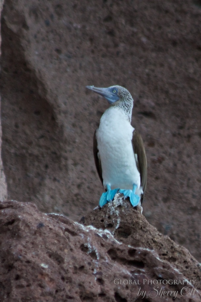 Blue Footed Booby Gulf of Mexico