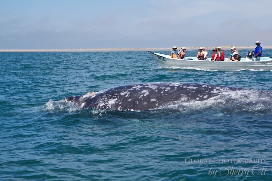Baja gray whales