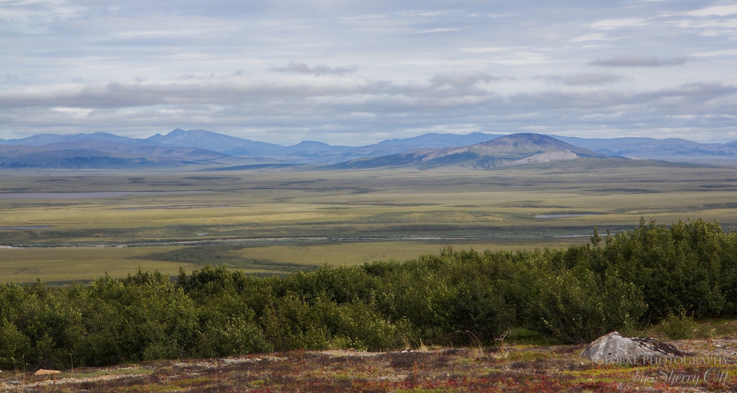 tundra trees