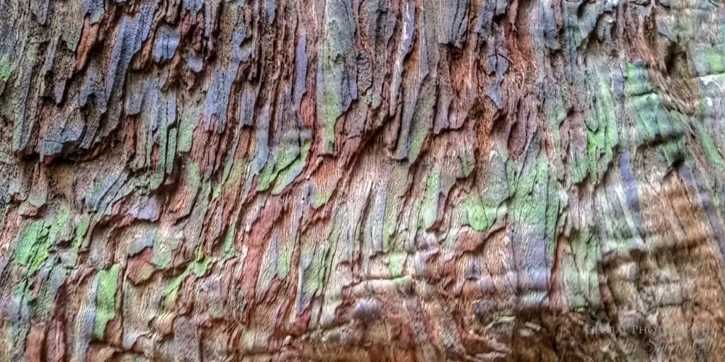 Redwood bark wellness
