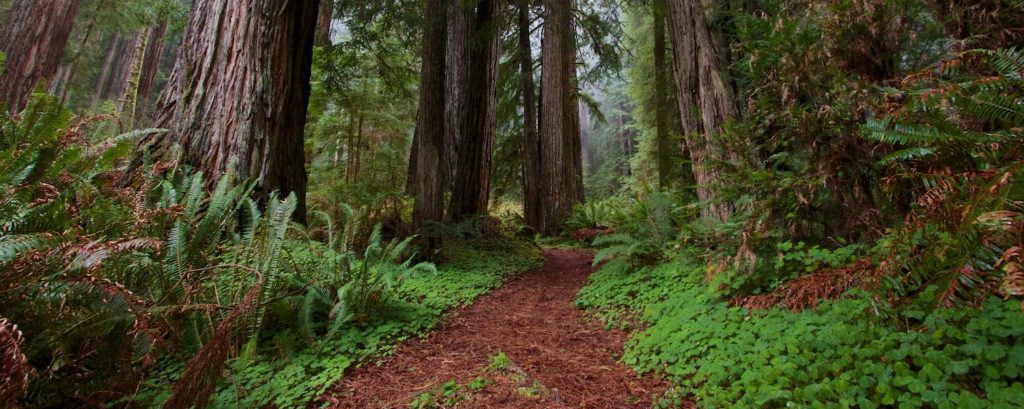 affordable forest bathing california