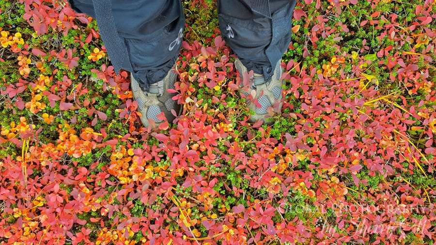fall foliage tundra