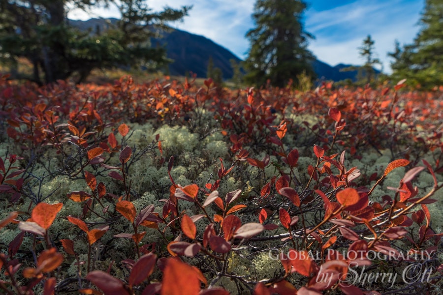 fall photography tundra