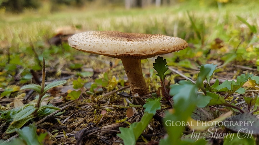 fall photography mushroom