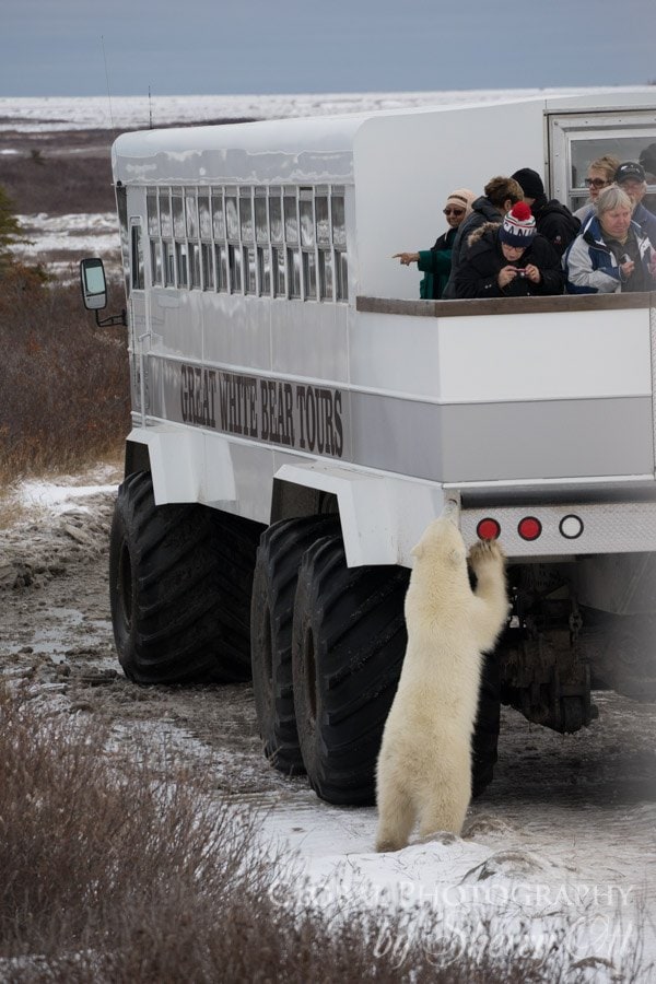 buggy love polar bears