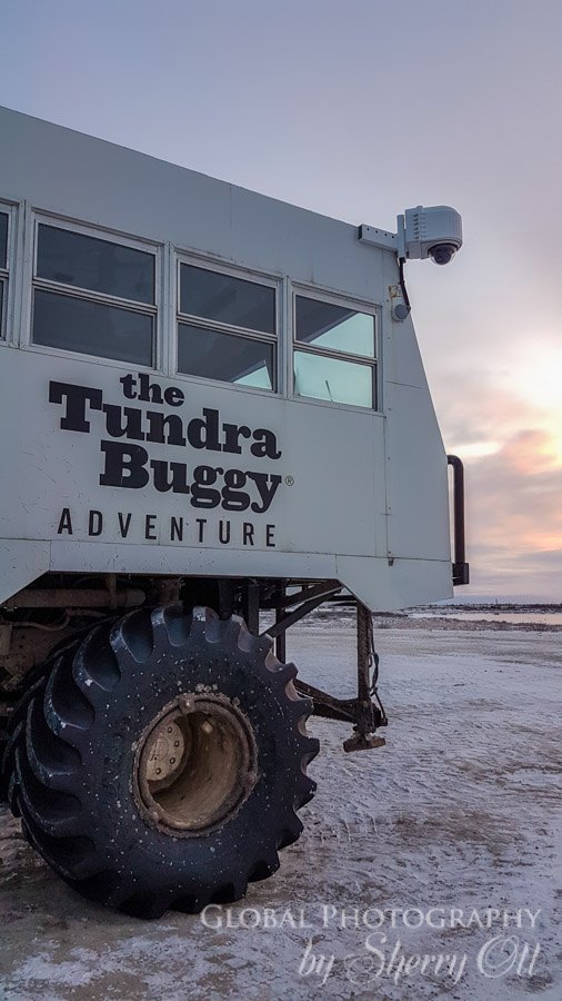 Tundra buggy polar safari