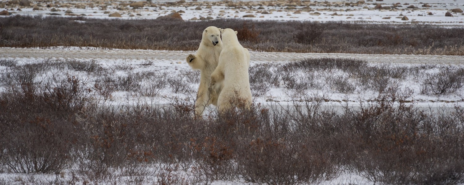 polar bear safari tundra buggy