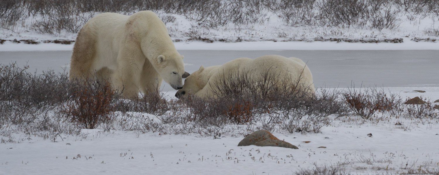 polar bear behavior