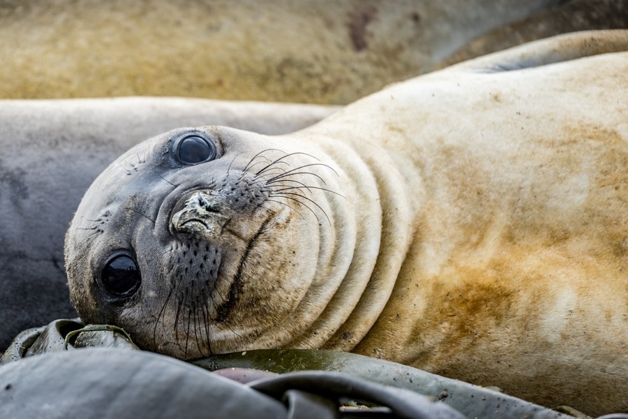 macquarie island elephant seal