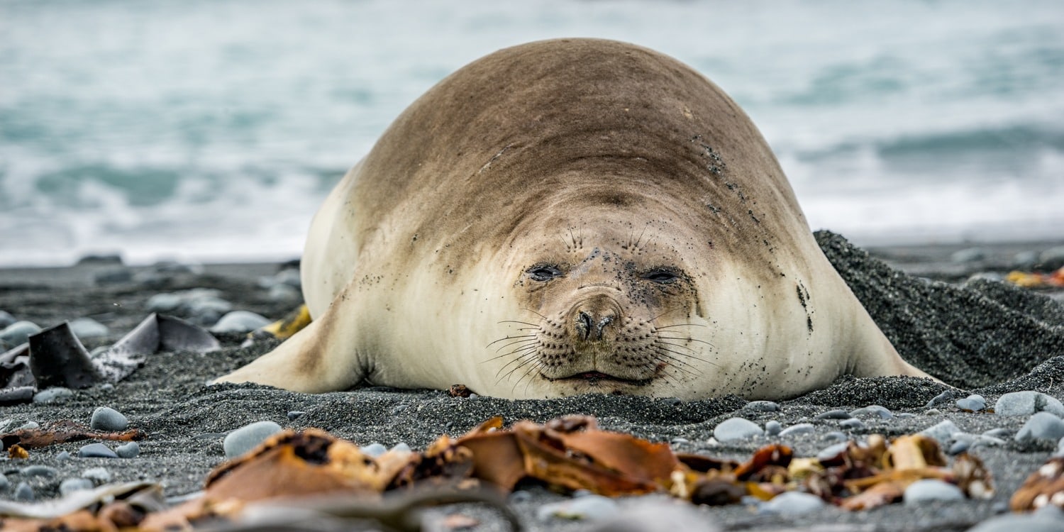 Macquarie Island elephant seal