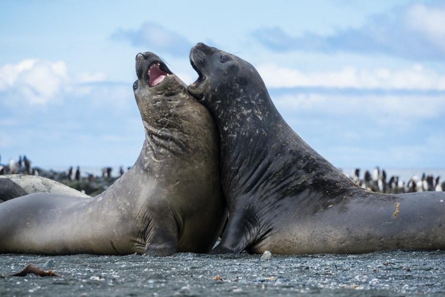macquarie island elephant seals