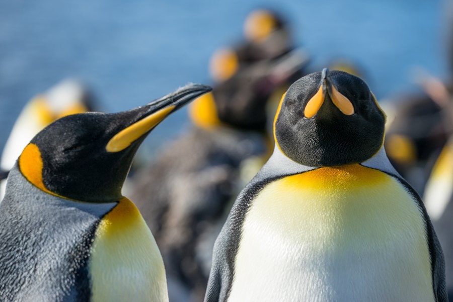 Macquarie Island king penguins-02981