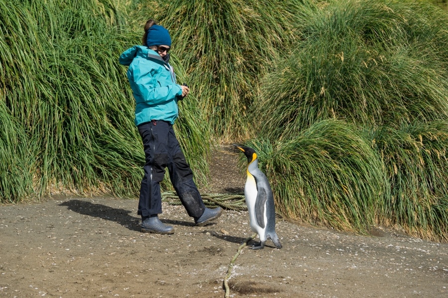 macquarie Island king penguin
