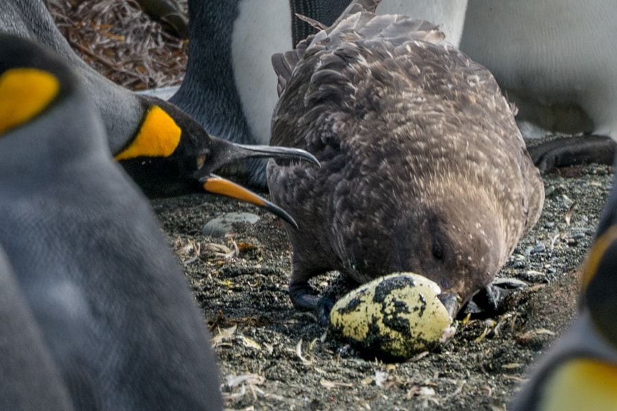 Skua steals king penguin egg