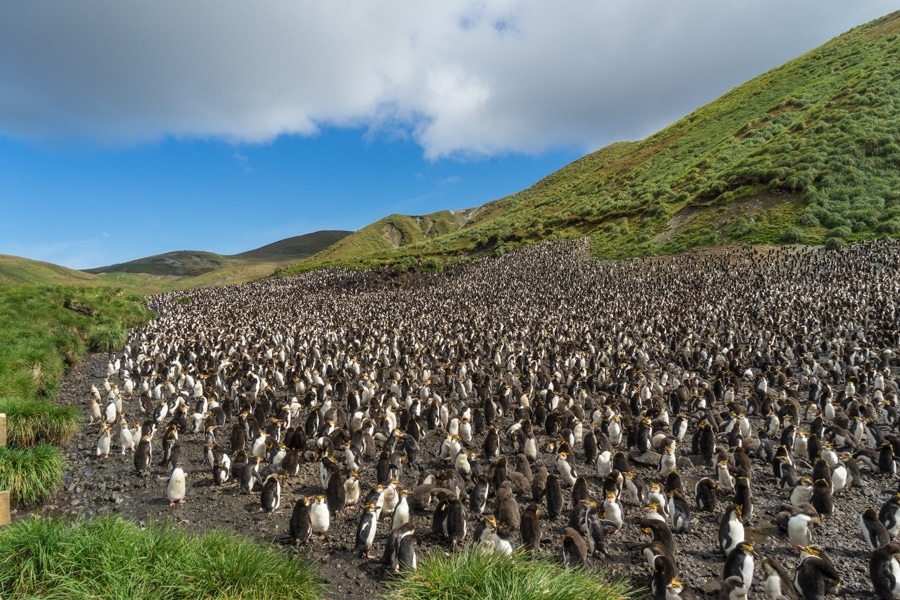 macquarie island royal penguins