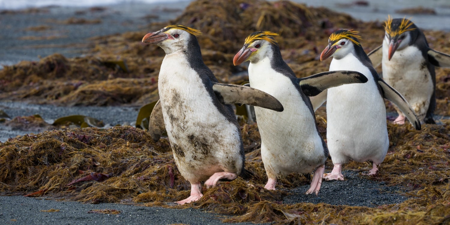 Macquarie Island Royal Penguins