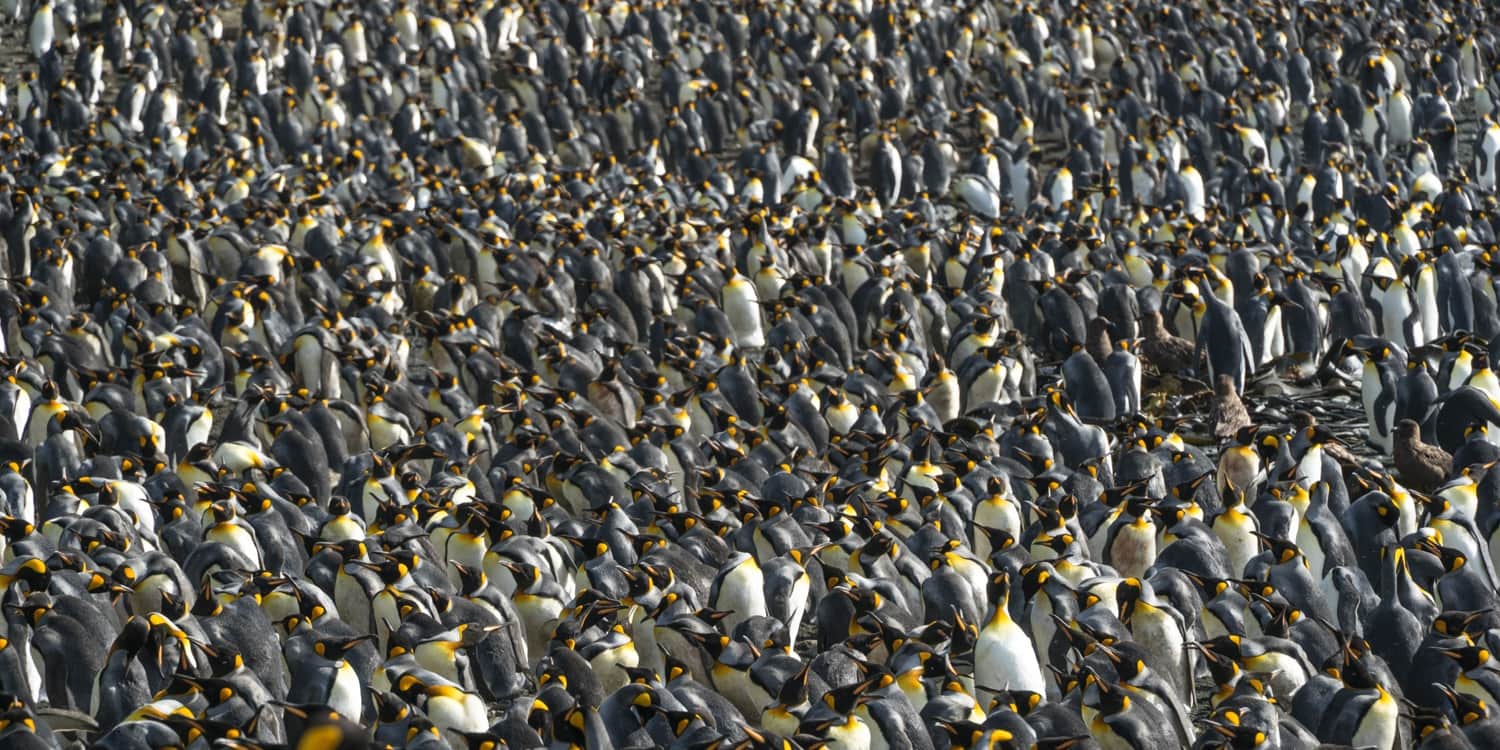 Macquarie Island king penguin colony