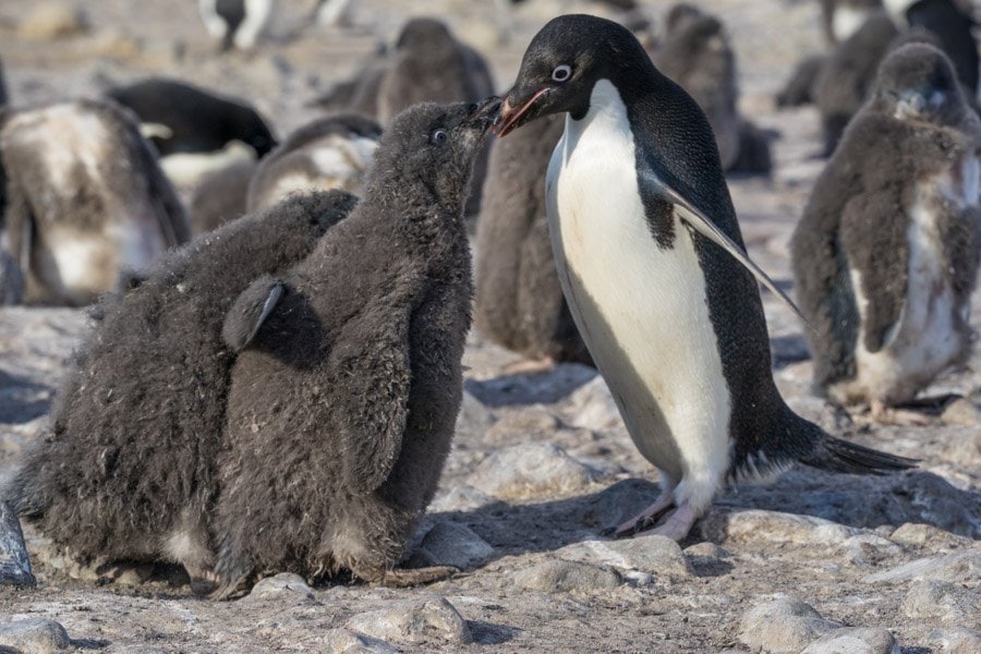 Baby penguins on Franklin Island Ross Sea
