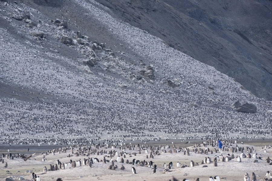 Franklin Island Ross Sea Adelie penguins