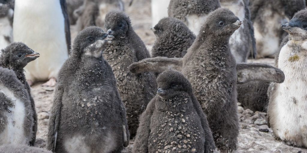 Franklin Island Ross Sea Adelie Chicks