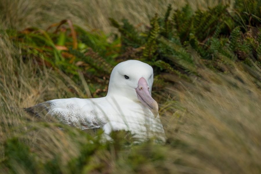 southern royal albatross campbell island