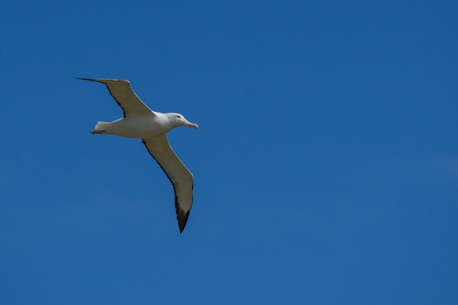 albatross campbell island