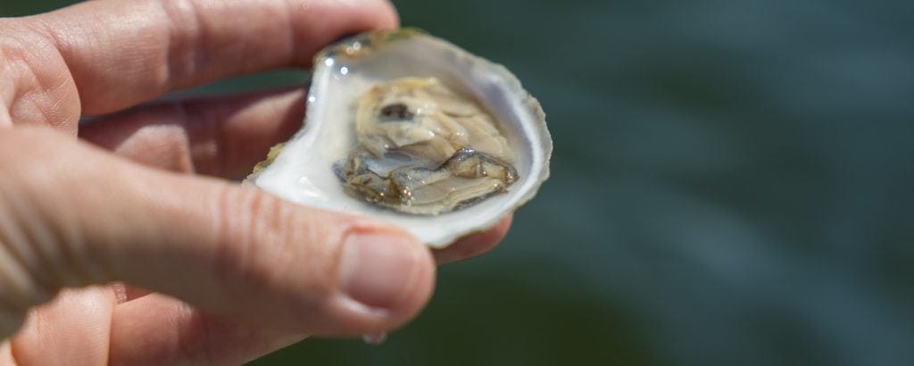 maine oysters nonesuch tours